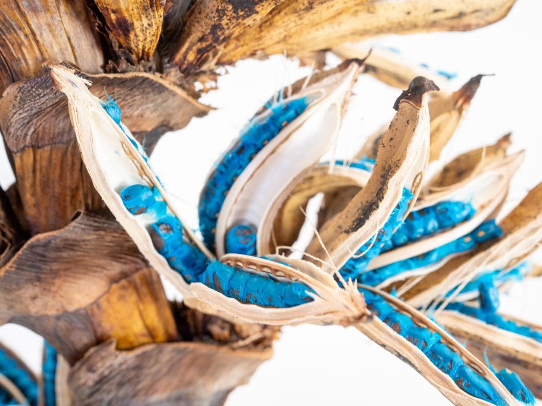 タビビトノキ 青い種 丸ごと 訳あり 4 旅人の木 オオギバショウ 種子