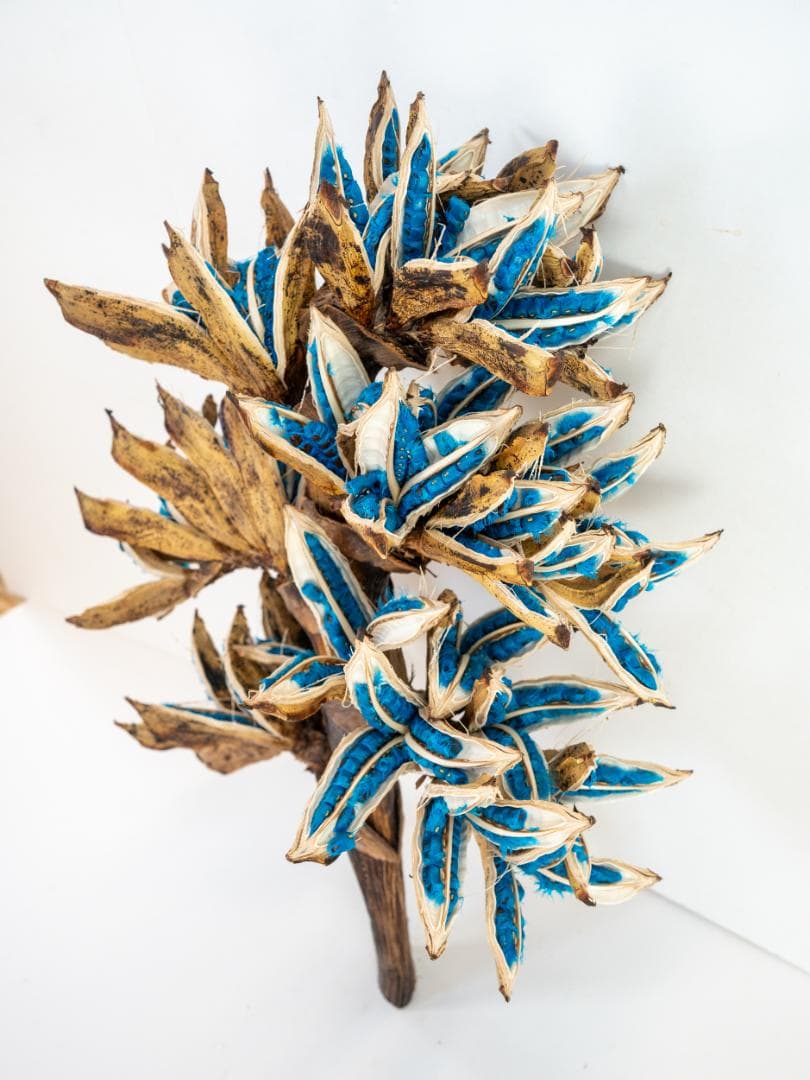 タビビトノキ 青い種 丸ごと 訳あり 4 旅人の木 オオギバショウ 種子