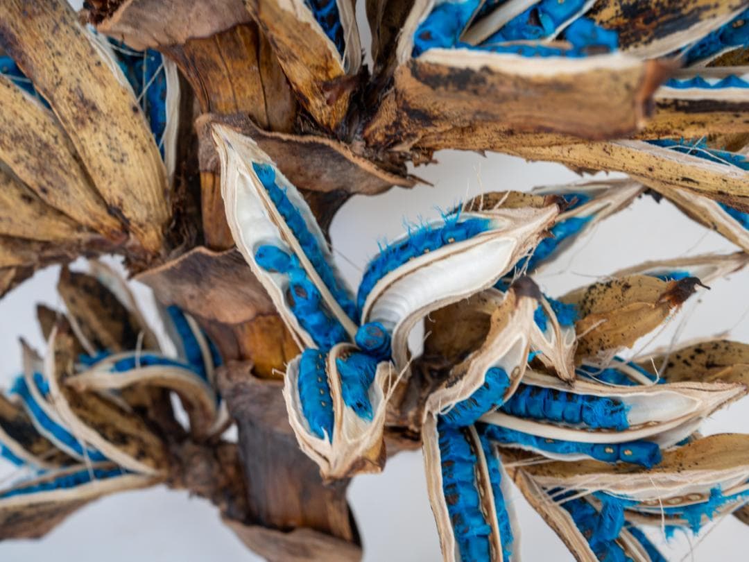 タビビトノキ 青い種 丸ごと 訳あり 4 旅人の木 オオギバショウ 種子