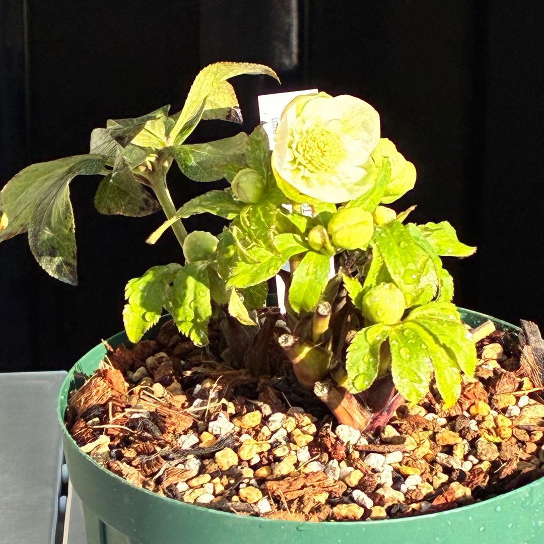 ラ*ク様 3446☘️花タグ付☘️超SD⭐️超小輪⭐️超コンパクト⭐️コロコロ手