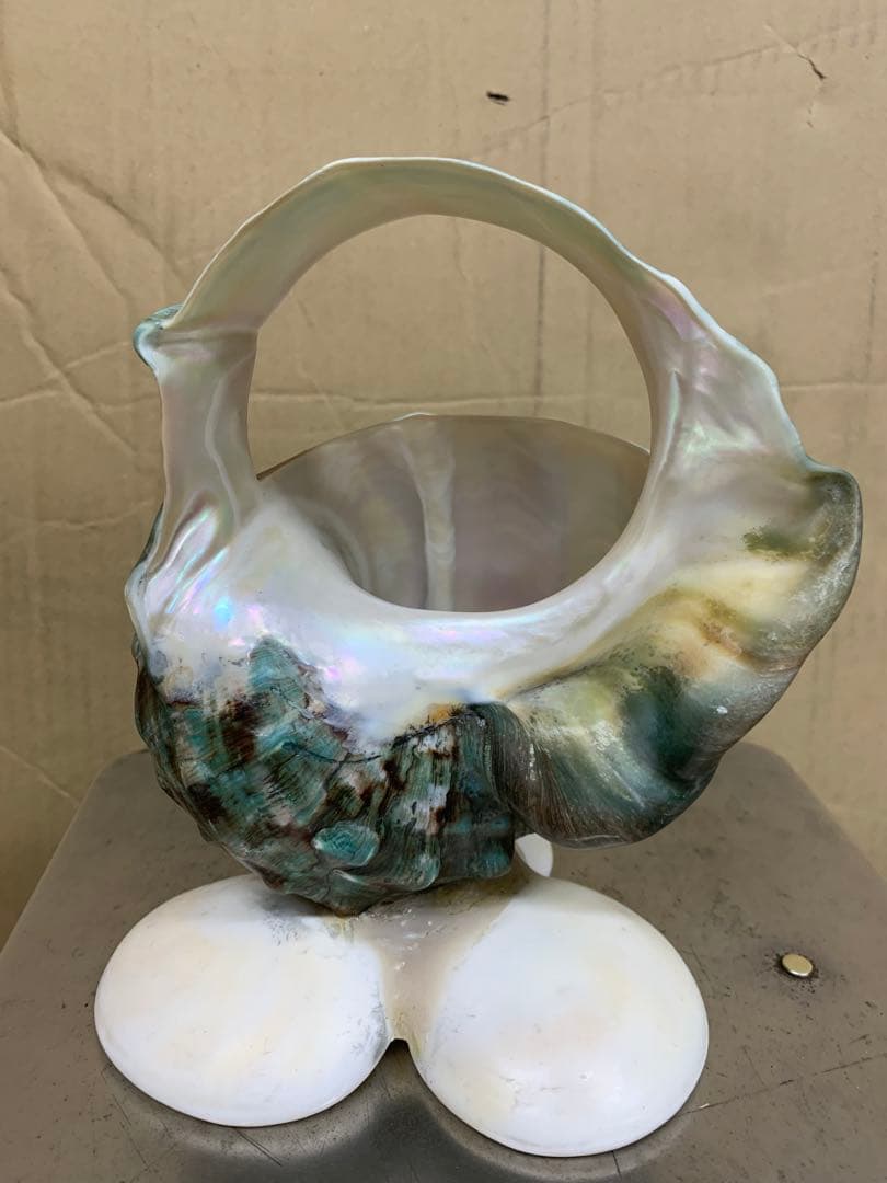 夜光貝　加工品　1.1kg