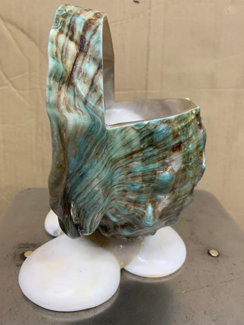 夜光貝　加工品　1.1kg