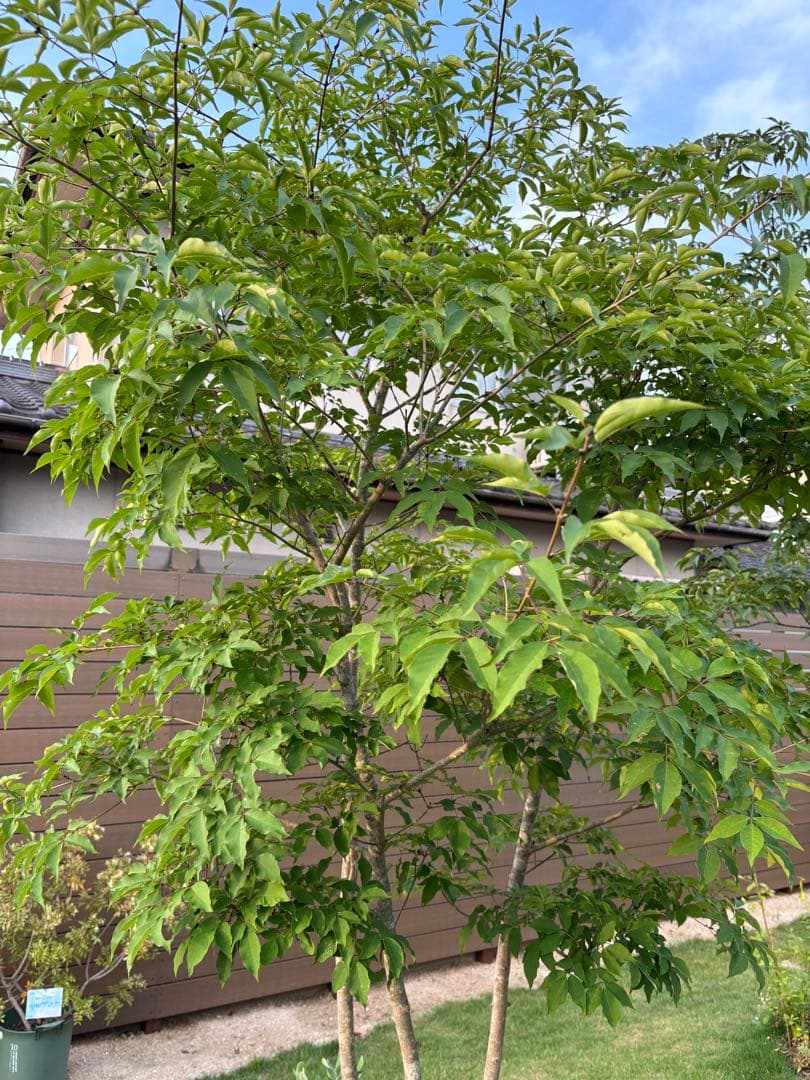 アオダモ 株立 3mオーバー 下草＋溶岩石セット - メルカリ