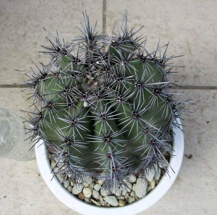 現品】サボテン：カルネギア サボテン 弁慶柱（べんけいちゅう） 7号