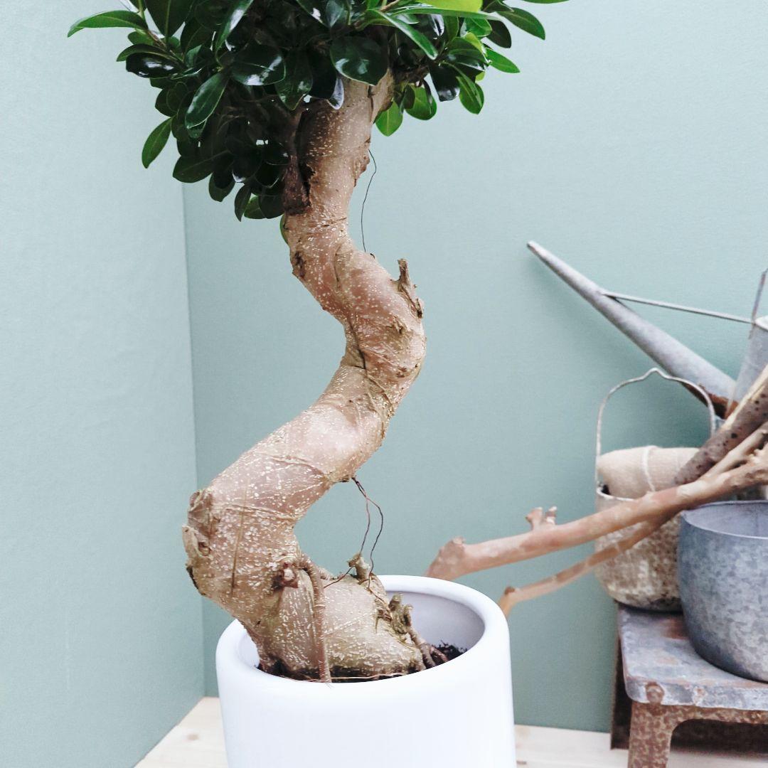 2月限定価格!!昇り龍 ガジュマル曲がり 7号ロング 陶器 縁起物 - メルカリ