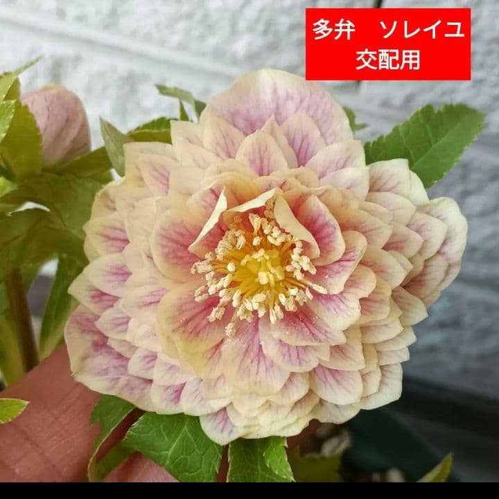 クリスマスローズ 多弁 優 ソレイユ ピンクゴールド花粉5本 花 苗 鉢