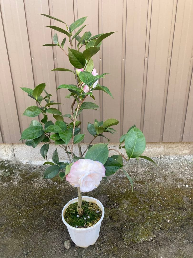 椿(ツバキ)接木苗 デザイア - メルカリ