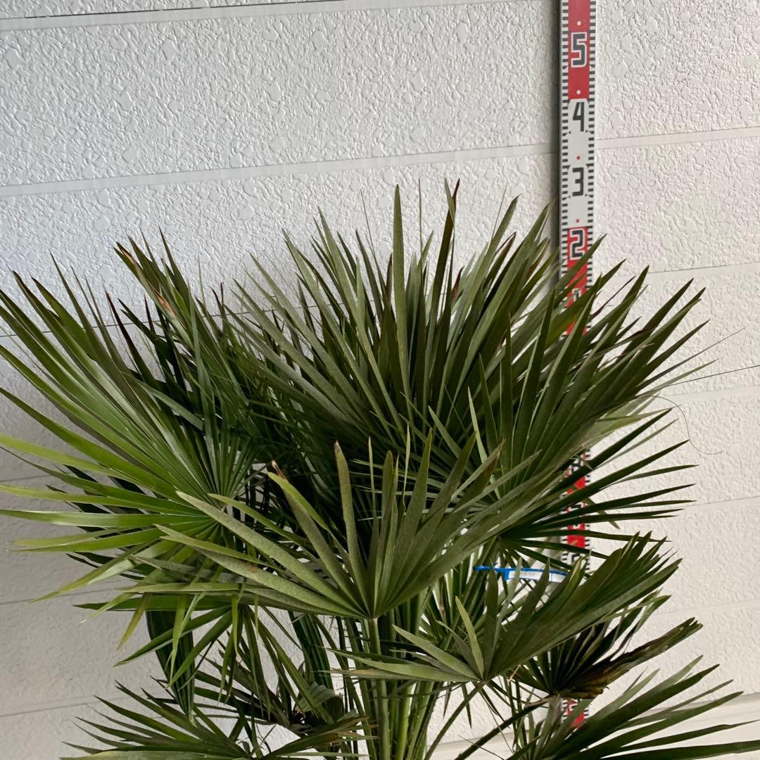 2026年最新】チャメロップスの人気アイテム - メルカリ チャメロプス