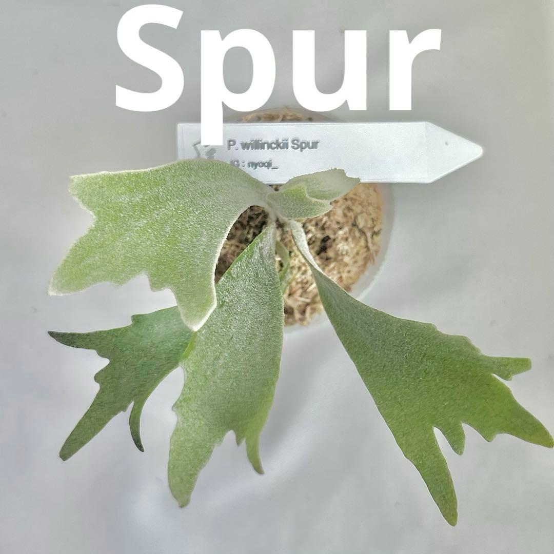 メルカリ便】P. Willinckii Spur(TC) 【40】 - メルカリ