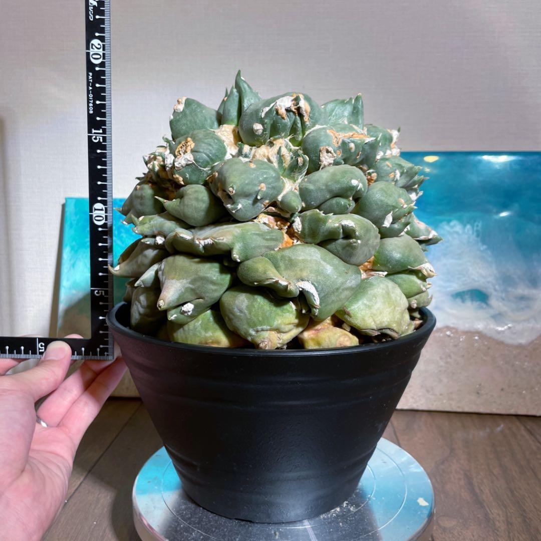 特大モンスター 乱れトゲ 乱舞 変わりイボ