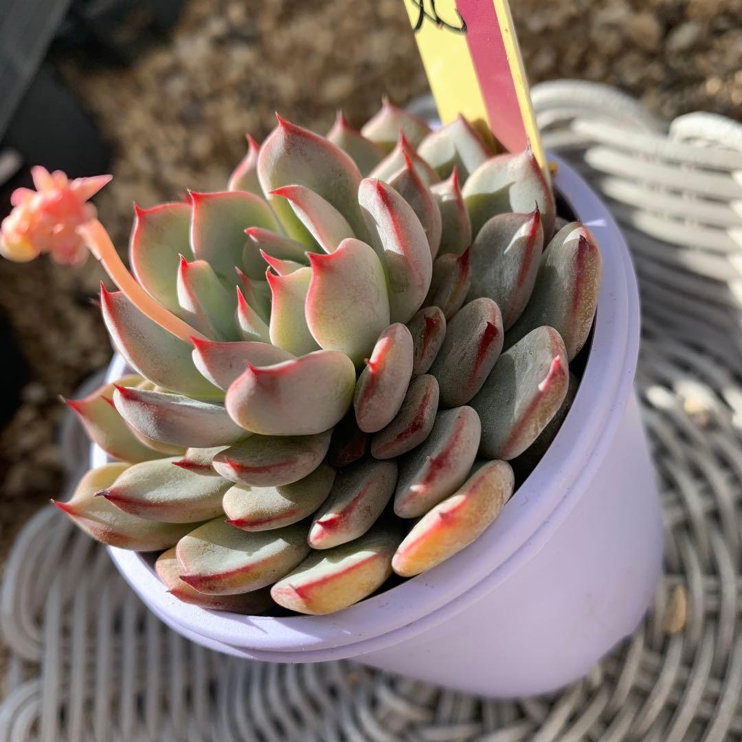 おらいさん苗 ミックスベリア 069 美紫妃 札付き 3/1撮影 - メルカリ