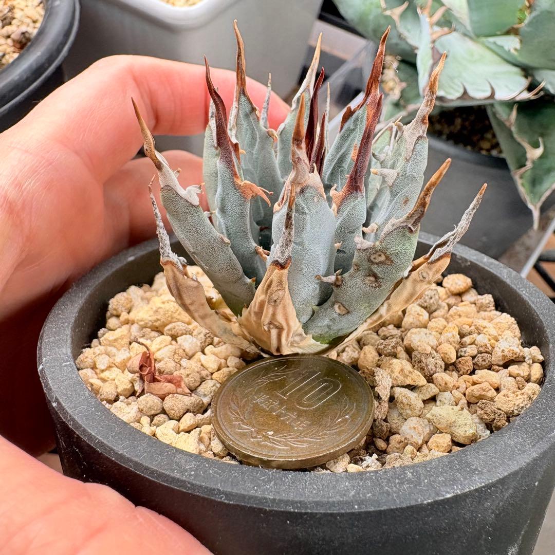 エボリスピナ 陽炎 アガベ 観葉植物 現地株 子株 カキコ 趣味 園芸