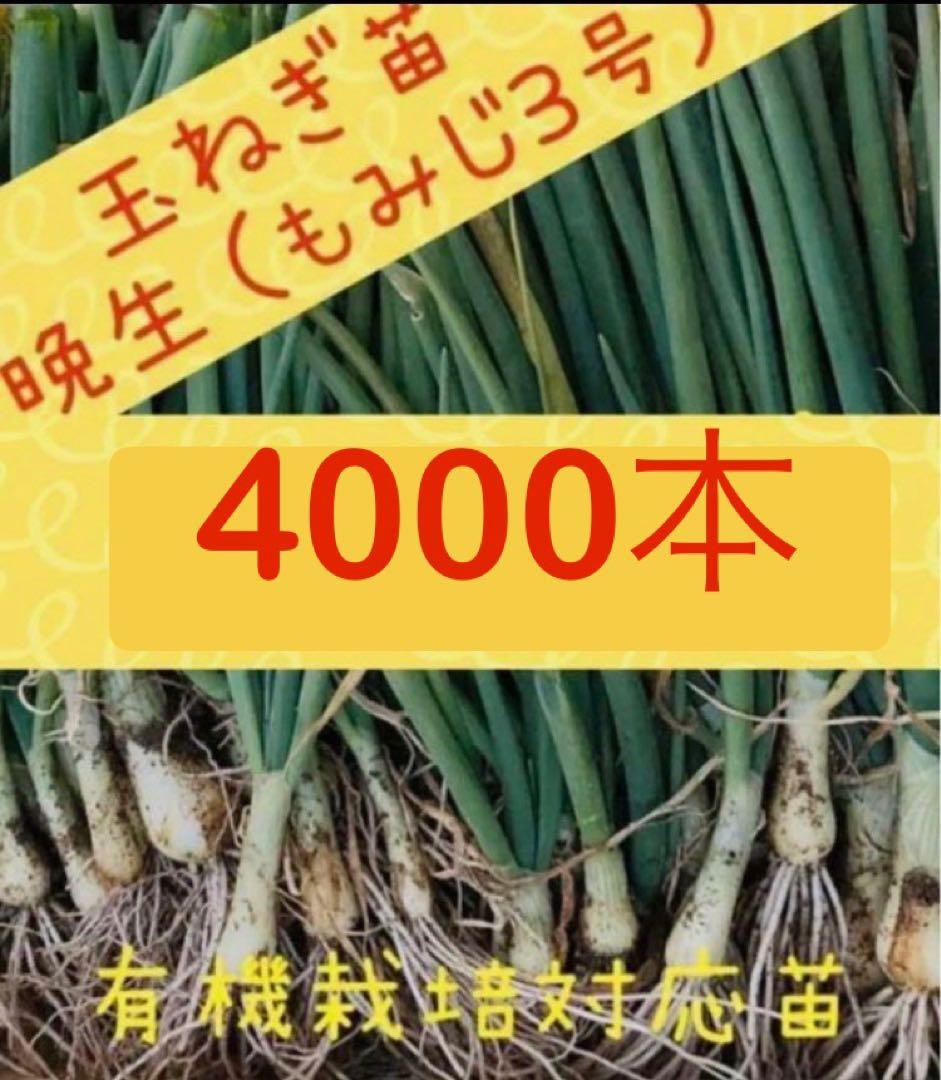 玉ねぎ苗（もみじ3号）4000本 晩成 たまねぎ苗 抜き苗 約100本 もみじ3号 11月上旬～発送 タマネギ