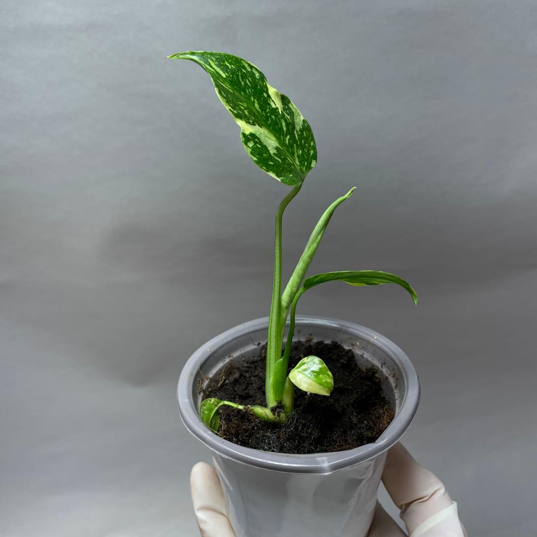 Q64 品種保証 【希少】モンステラ・エレクトロライト 美株 斑入り 希少