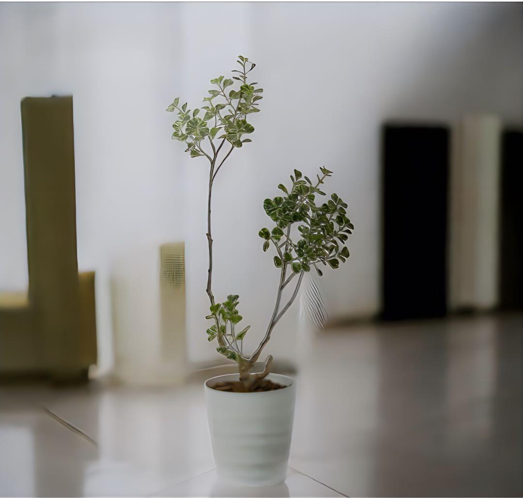 光触媒 人工観葉植物 ウォールグリーン フェイクグリーン フィカス