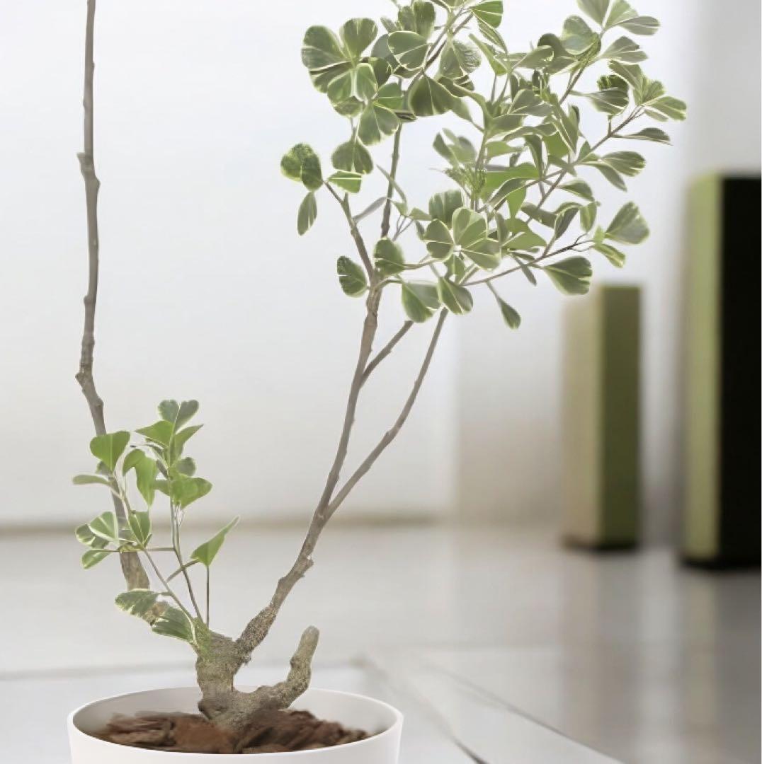 光触媒 人工観葉植物 ウォールグリーン フェイクグリーン フィカス