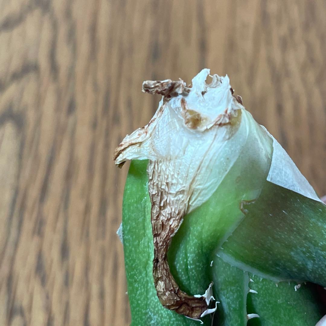 REZA産】イラン株 長棘 アガベ NOVA ノヴァ 12月便 - メルカリ