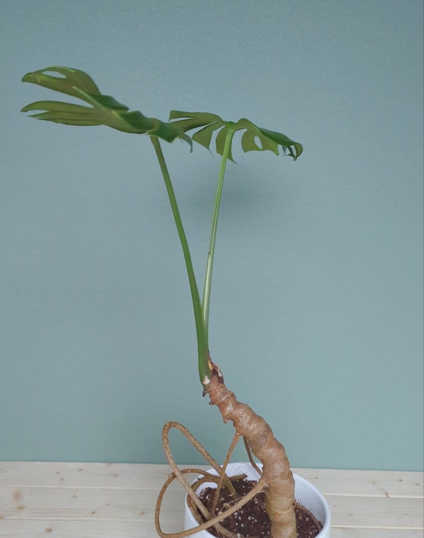 モンステラ《現品》デリシオーサ ６号 根上り 癒し