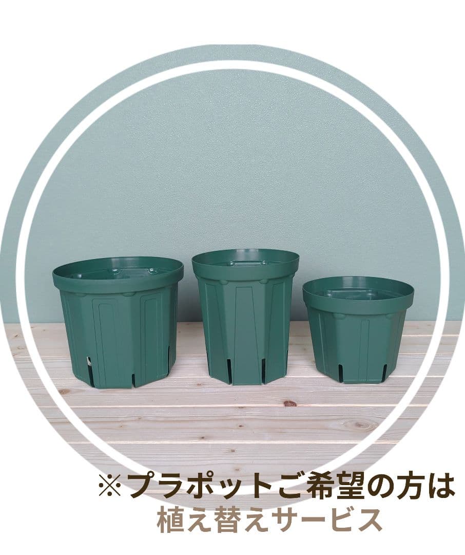 モンステラ《現品》デリシオーサ ６号 根上り 癒し