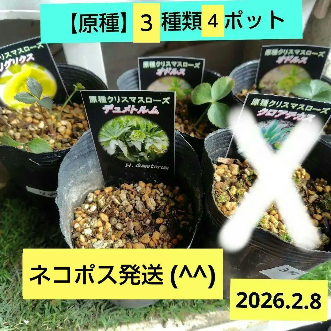 【原種】クリスマスローズ４種類５ポット 園芸ネット本店｜クリスマスローズ（原種交配）：*HGCフロスティー4.5