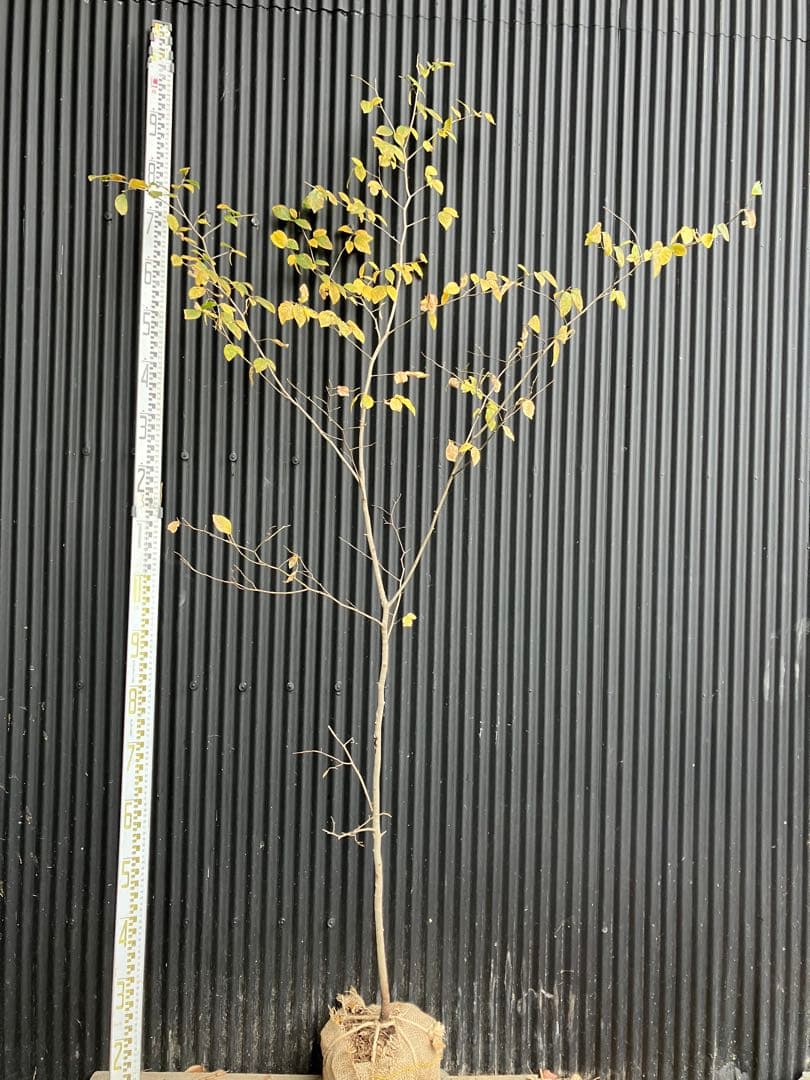 山採り　ヤマコウバシ 2026年最新】山採り ヤマコウバシの人気アイテム - メルカリ