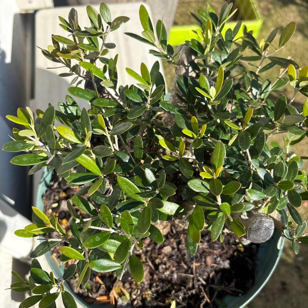 オリーブの木 古木 極太 植物 盆栽 シンボルツリー - メルカリ