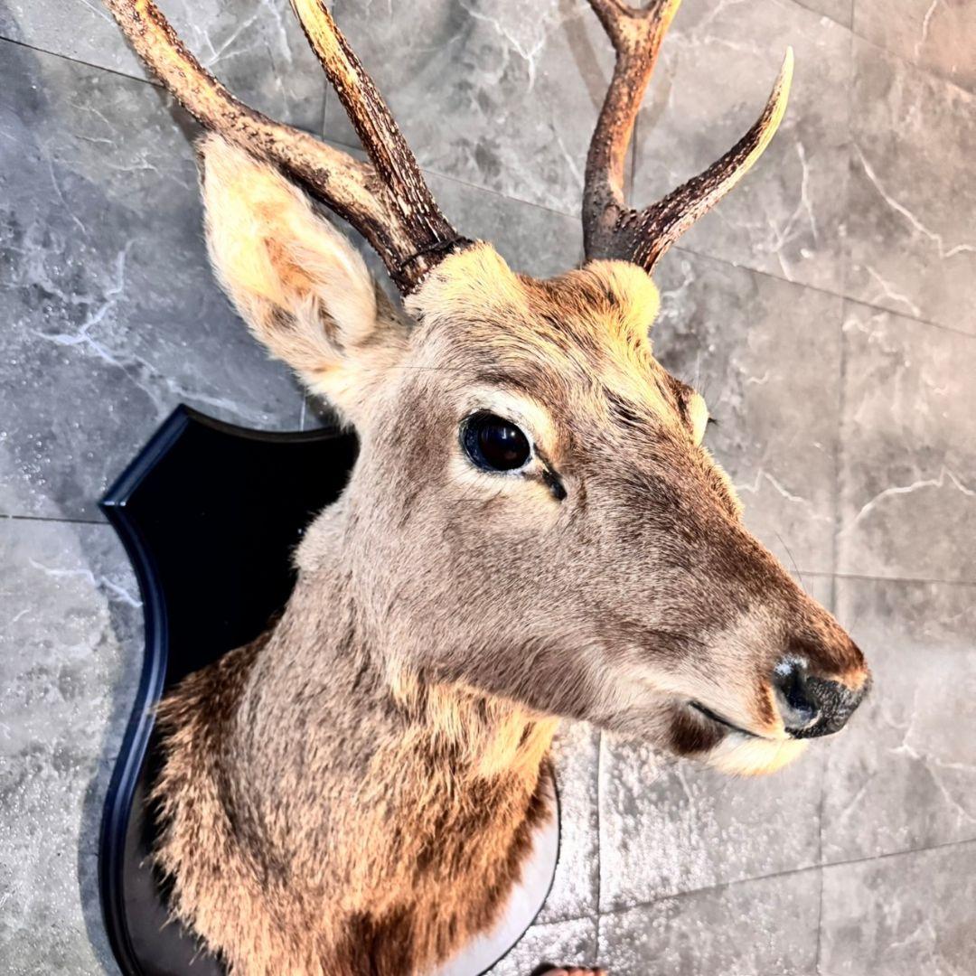 ハンティングトロフィー 鹿の剥製 壁掛けインテリア ニホンジカ 鹿