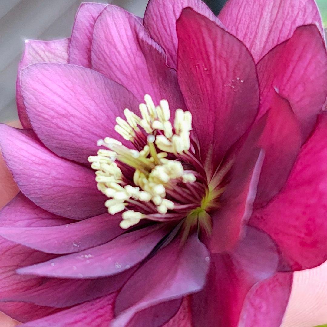 2611小輪系多弁赤しべディープレッド dd若泉ファーム クリスマスローズ