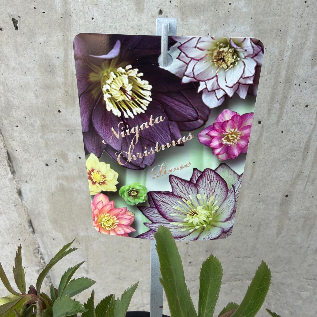 クリスマスローズ オリエンタリス ニューハイブリッド 5号鉢 - メルカリ