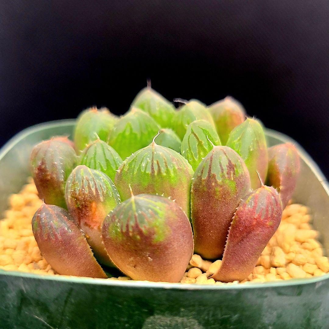 オブツーサ錦 蛍 多肉植物 ハオルチア アロエ - メルカリ