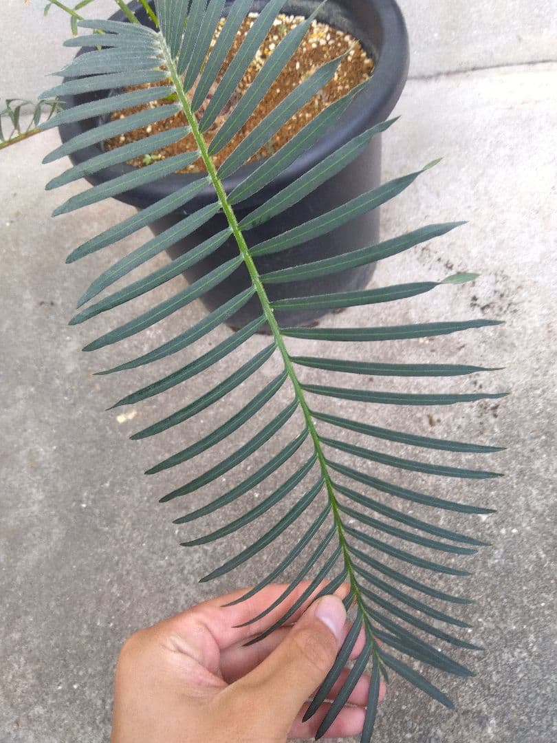 サイカス タイシルバー 10号鉢つき 希少種❗葉6枚❗ - メルカリ