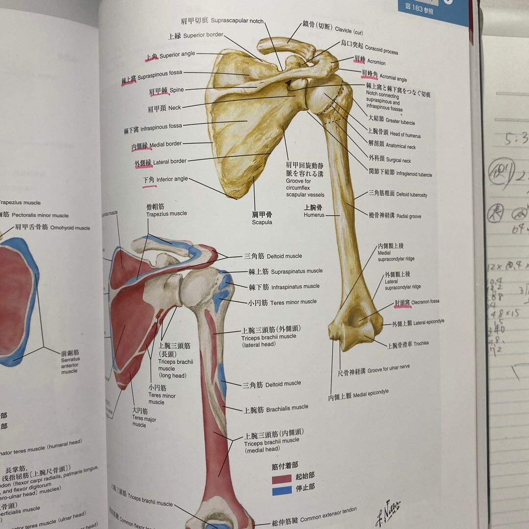 ネッター 解剖学アトラス 原書第6版 - メルカリ