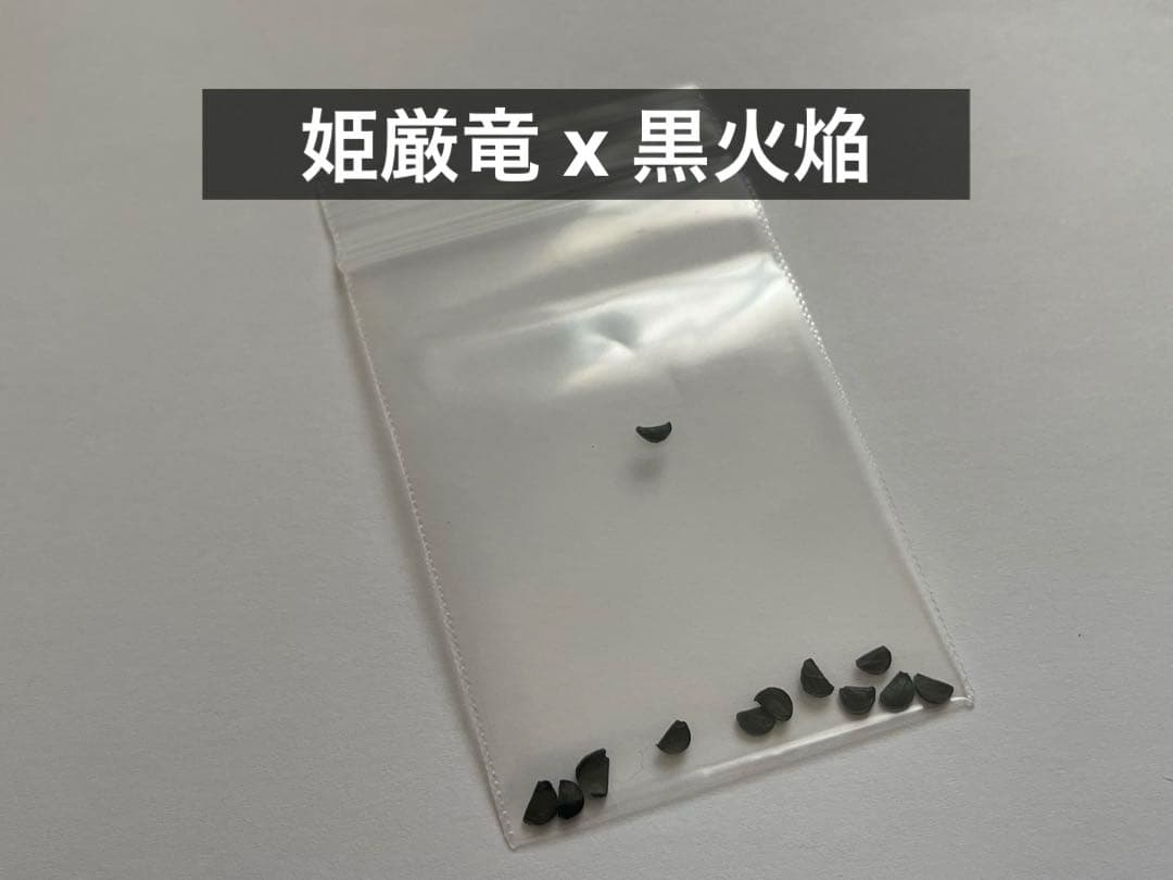 アガベ オテロイ 種子 姫厳竜×黒火焔 10粒+おまけ2粒① - メルカリ