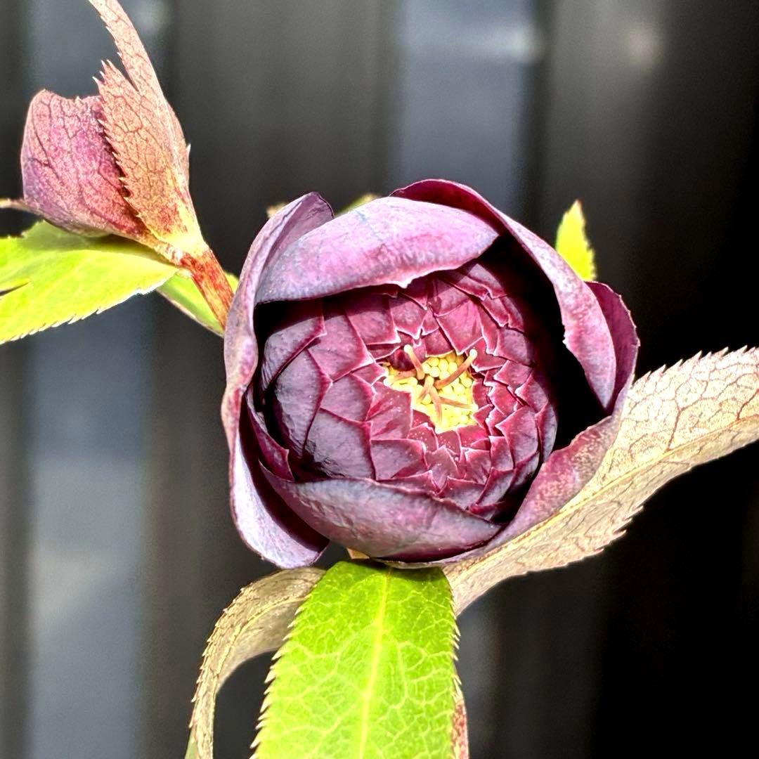 u*0様 3544☘️蕾花タグ付き☘️ダーク系⭐️小輪⭐️超多弁(入荷時多弁タグ