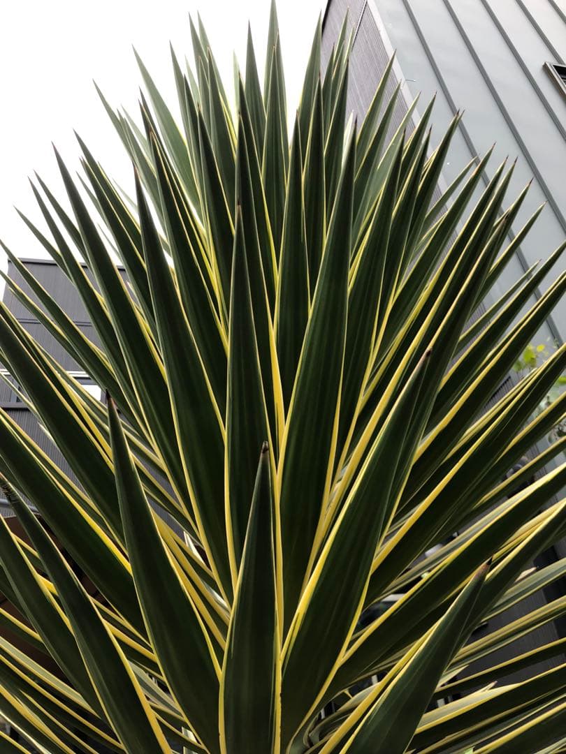 特大切り株】ユッカ アロイフォリア バリエガータ - メルカリ