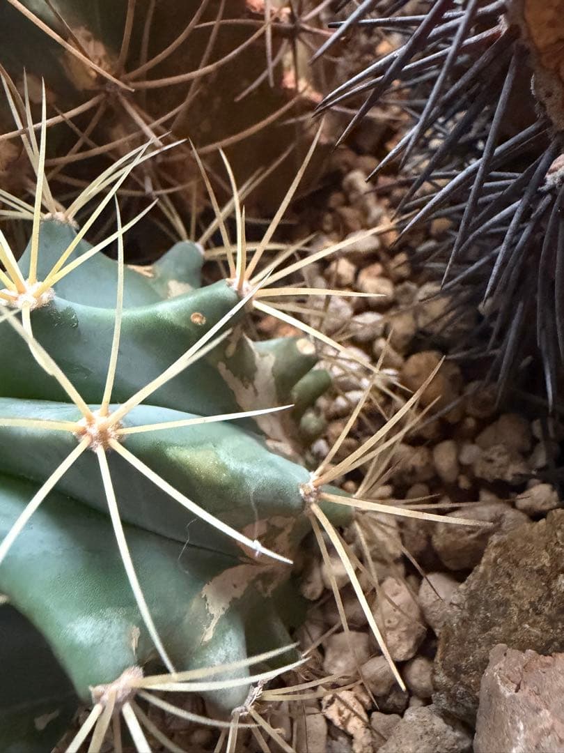 フェロカクタス王冠竜ハビタット◇ドライガーデン多肉サボテン南国