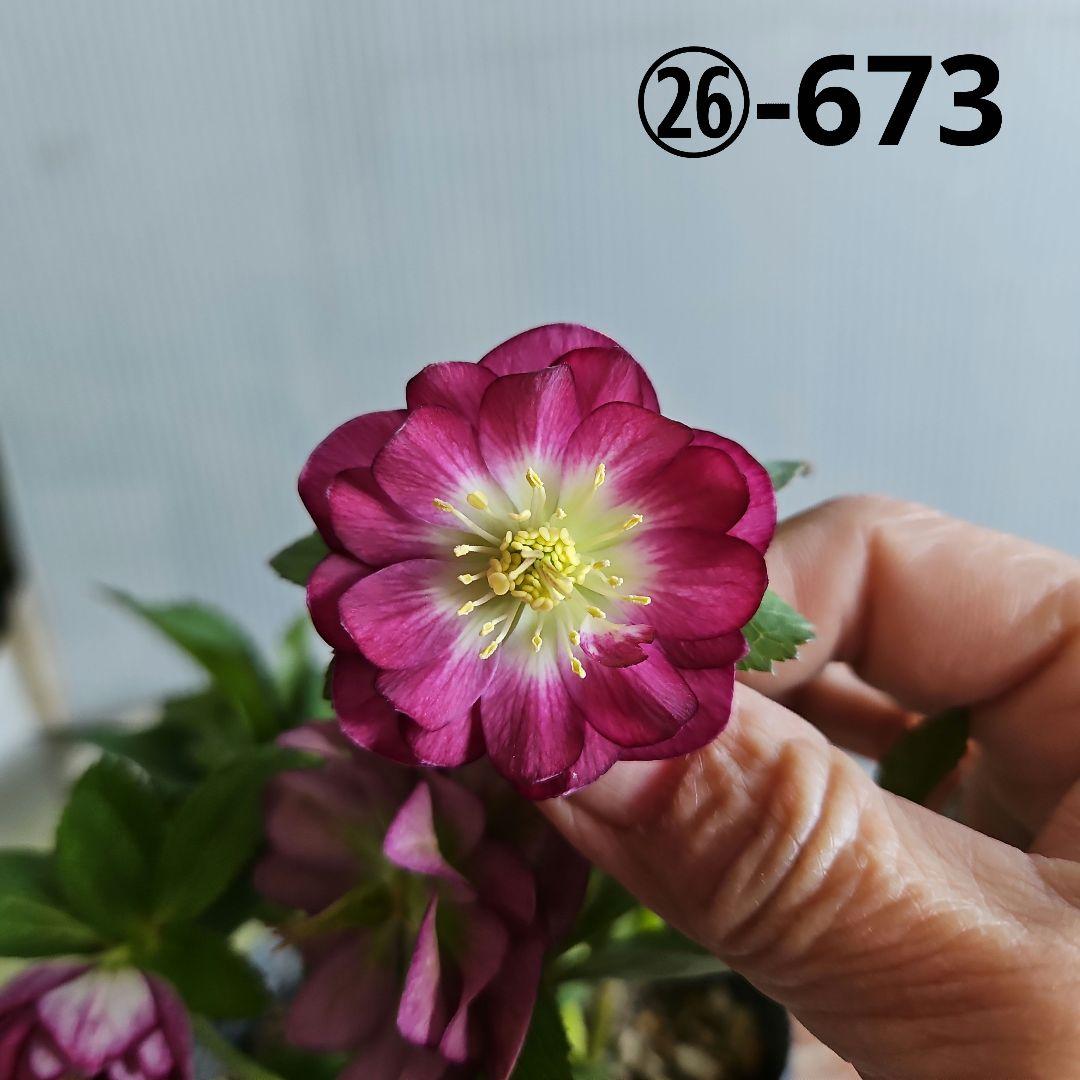 ㉖-673クリスマスローズ - メルカリ