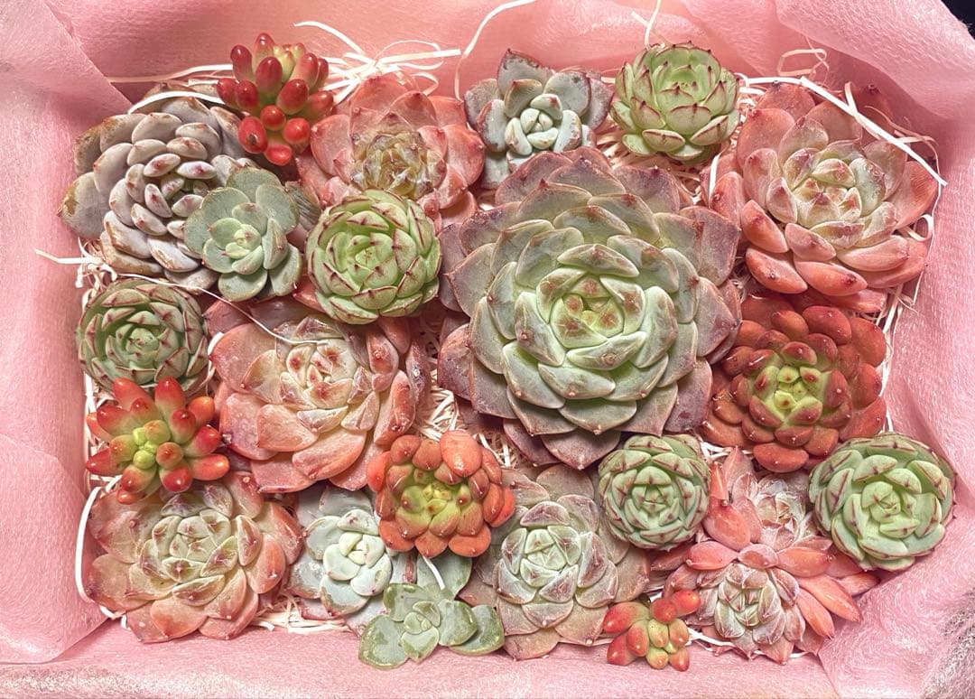 限定SALE❣️寄せ植えセット❣️多肉 韓国苗 カット苗 多肉弁当 - メルカリ