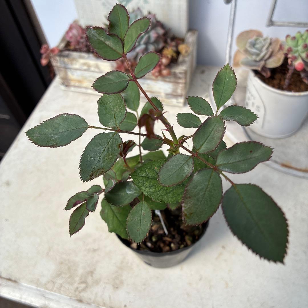 バラ苗 購入前にコメント - メルカリ