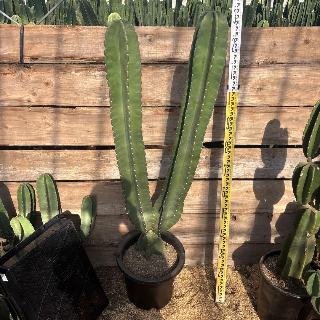 売り切越冬済 柱サボテン 鬼面角 発根 ドライガーデン ロストラータ