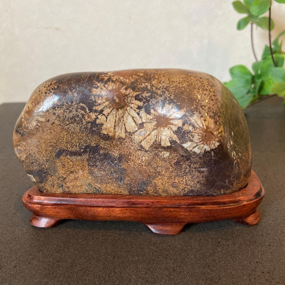 歳末フェア価格　ゴールドの世界　菊花石　★鑑賞石　菊花石　水石 歳末フェア価格 ゴールドの世界 菊花石 ☆鑑賞石 菊花石 水石 - メルカリ