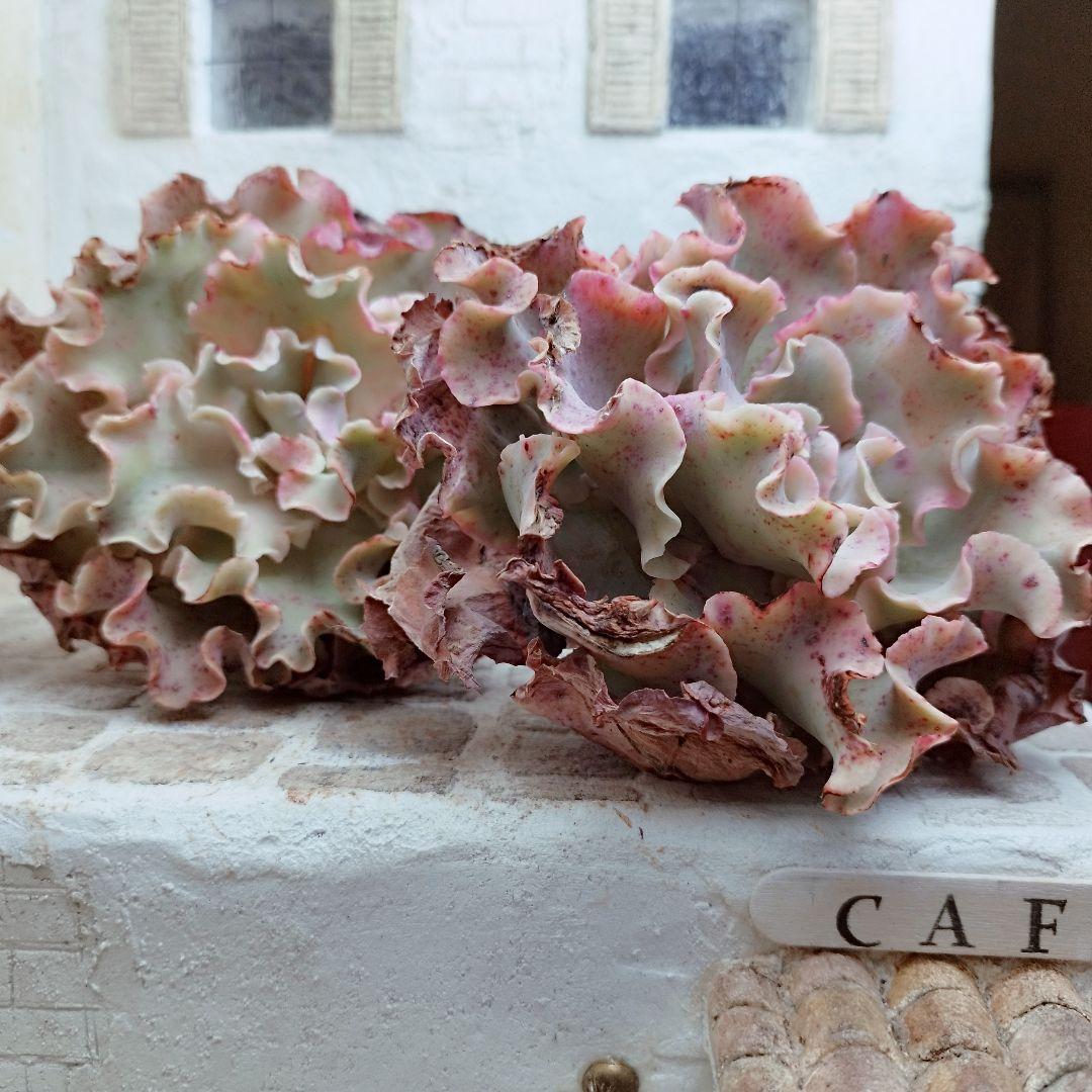 メリディアン(特大苗)◎多肉植物 カット苗 輸入苗 エケベリア等 - メルカリ