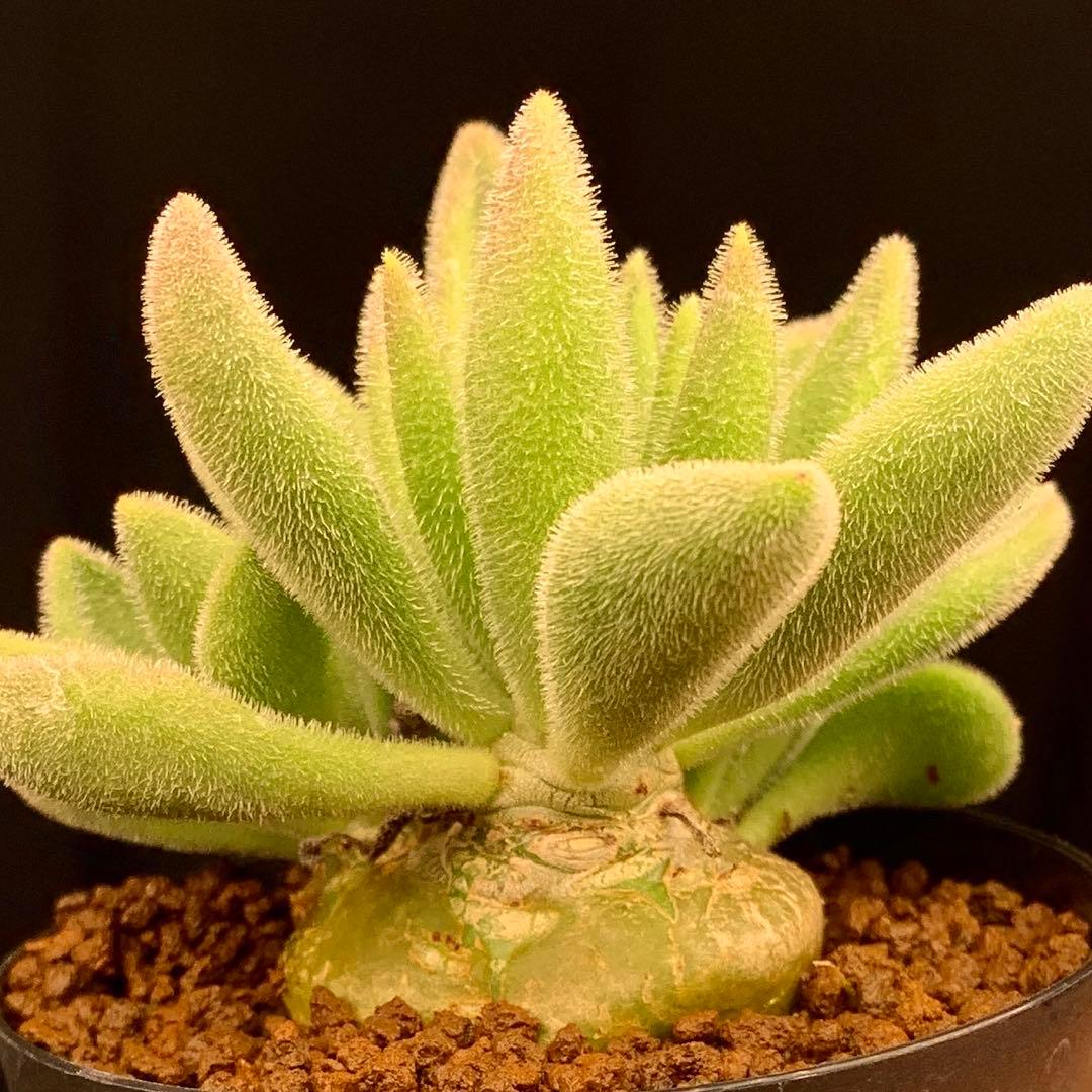 美株！ モケモケ扁平多頭！ レウコスリクス チレコドン 多肉植物 塊根