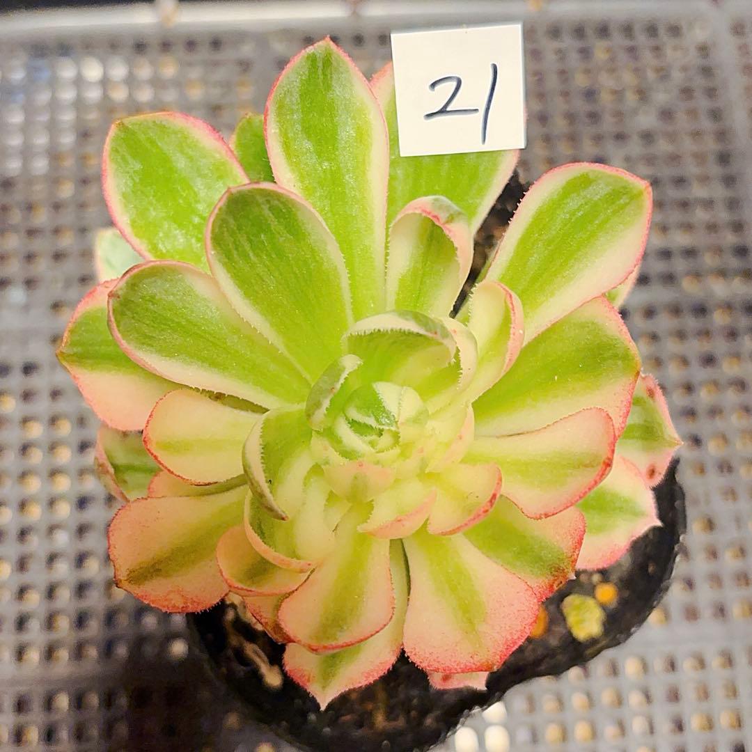 21 #多肉植物アエオニウム錦❤️海仙❤️1大頭 9cm拨き苗 - メルカリ