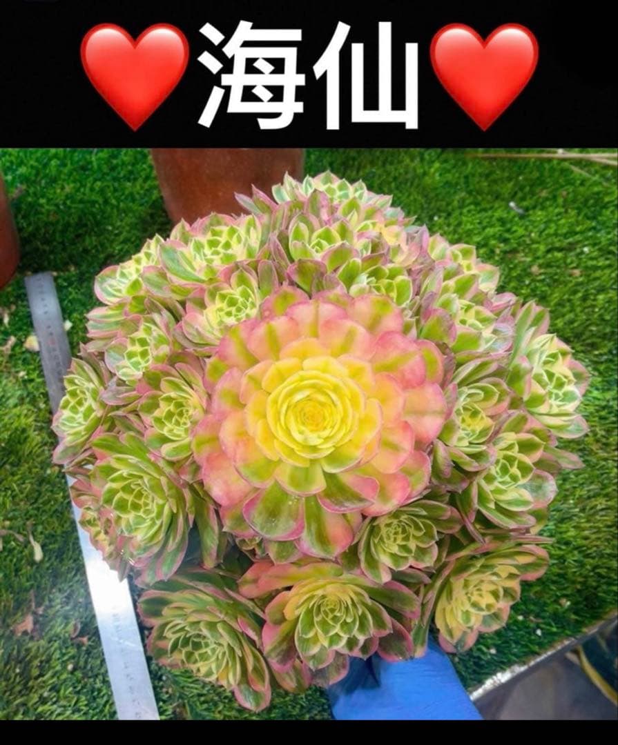21 #多肉植物アエオニウム錦❤️海仙❤️1大頭 9cm拨き苗 - メルカリ