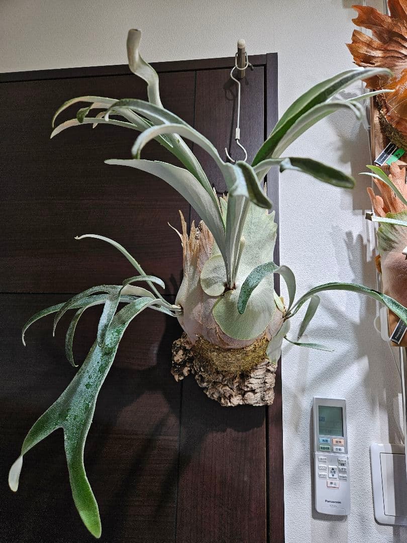 ビカクシダ P.veitchii limited species 3 edition P.Veitchii limited species 3rd edition sporeling🌿 veitchiiの