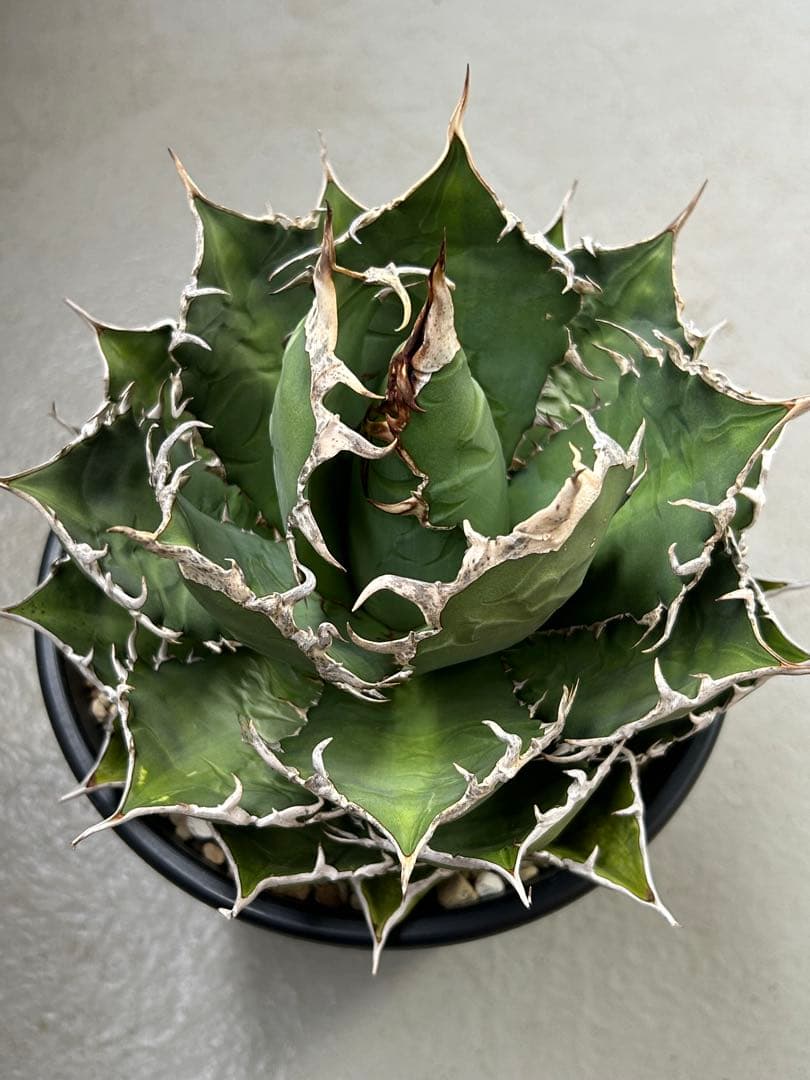 アガベチタノタ 宝珠 ヤバノタ 大株