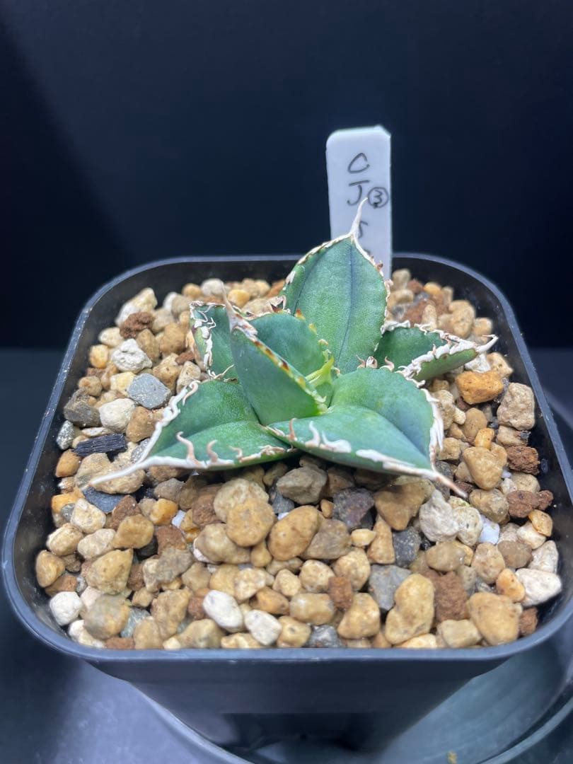 アガベ チタノタ ホオジロザメ 大白鯊 CJスペシャル ③ - メルカリ