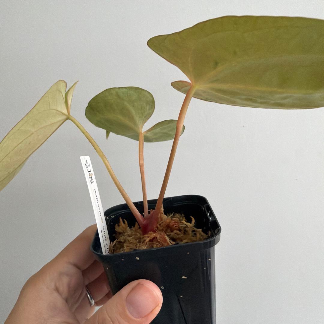 Anthurium 'Mint King' アンスリウムミントキング - メルカリ