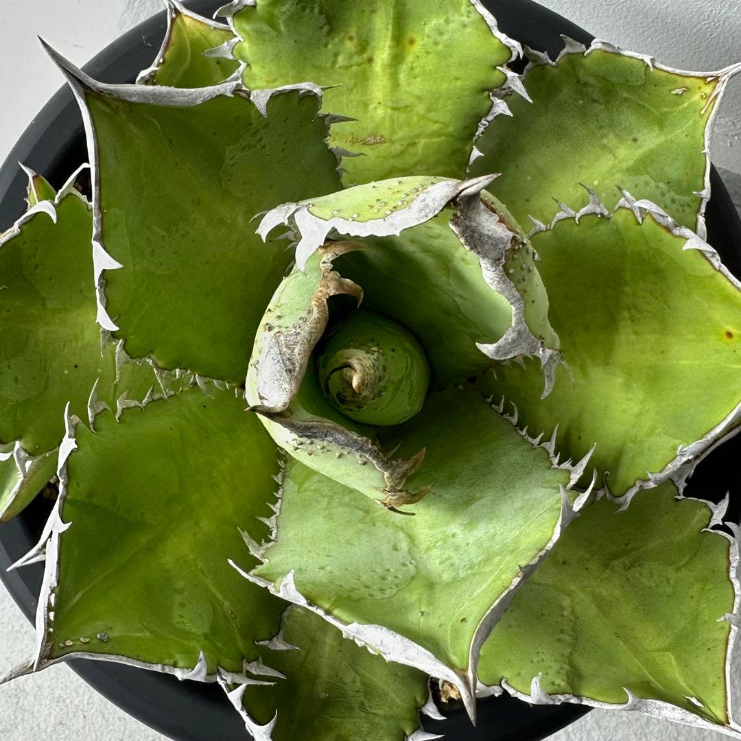 初出】 チタノタEU産 極太 ブツブツ ①親株のみ 検）冰雹、麻花龍